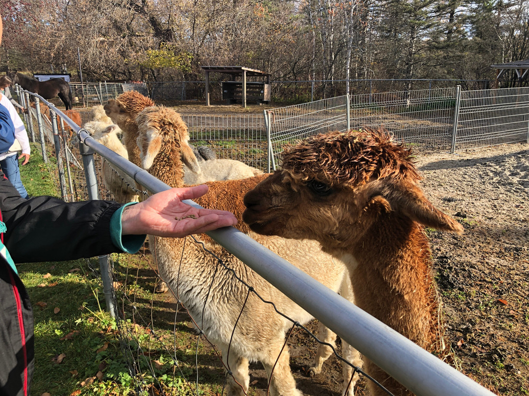 Alpaga Bersi-Saguenay必去景点