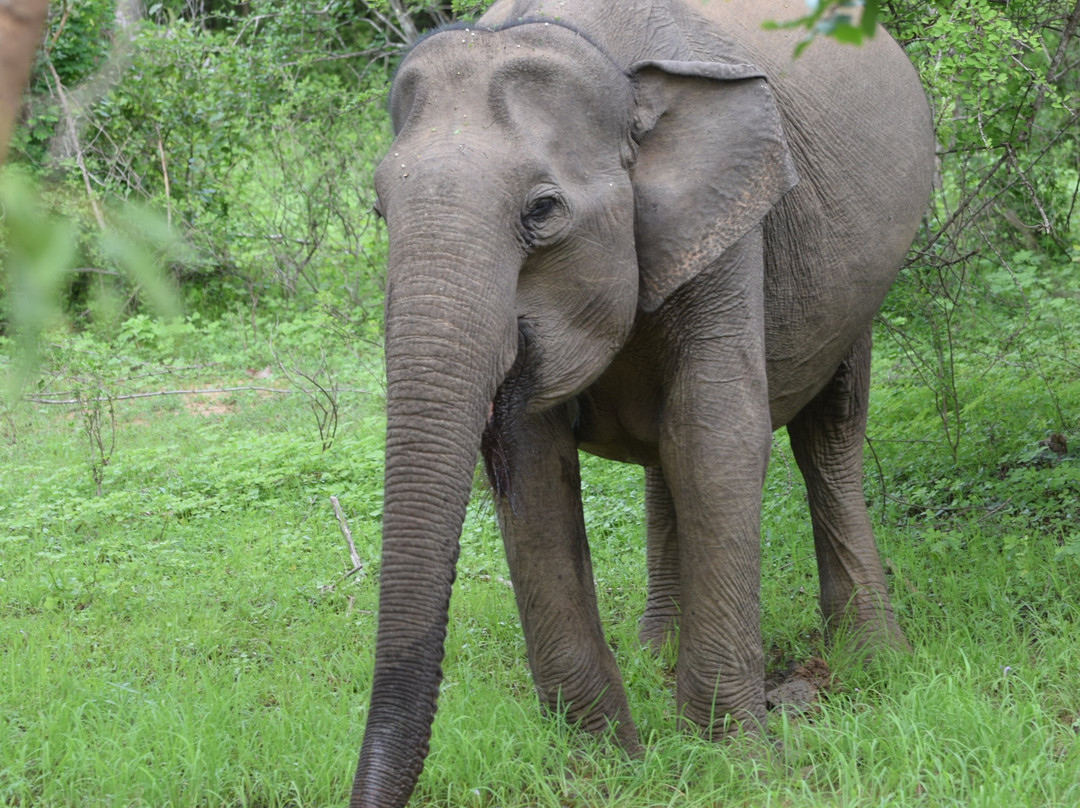 Gesha Tours Sri Lanka-Panadura必去景点