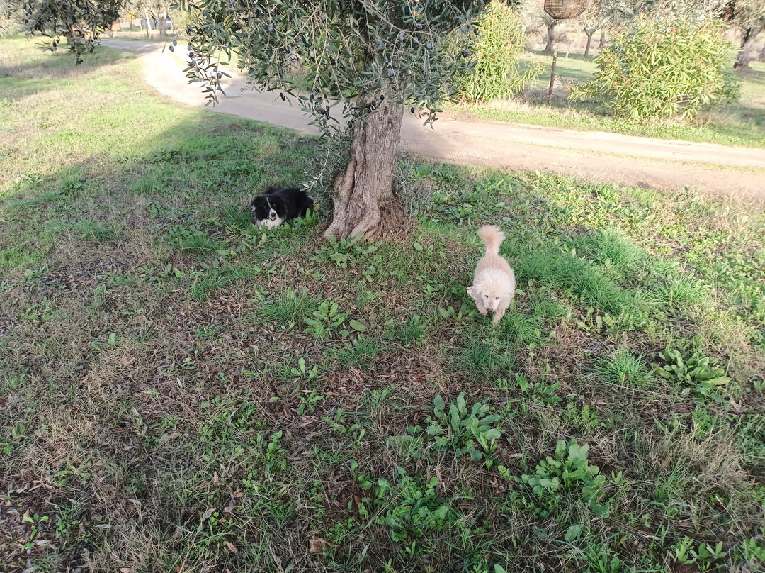 Quinta da Tapada de Sao Pedro主图