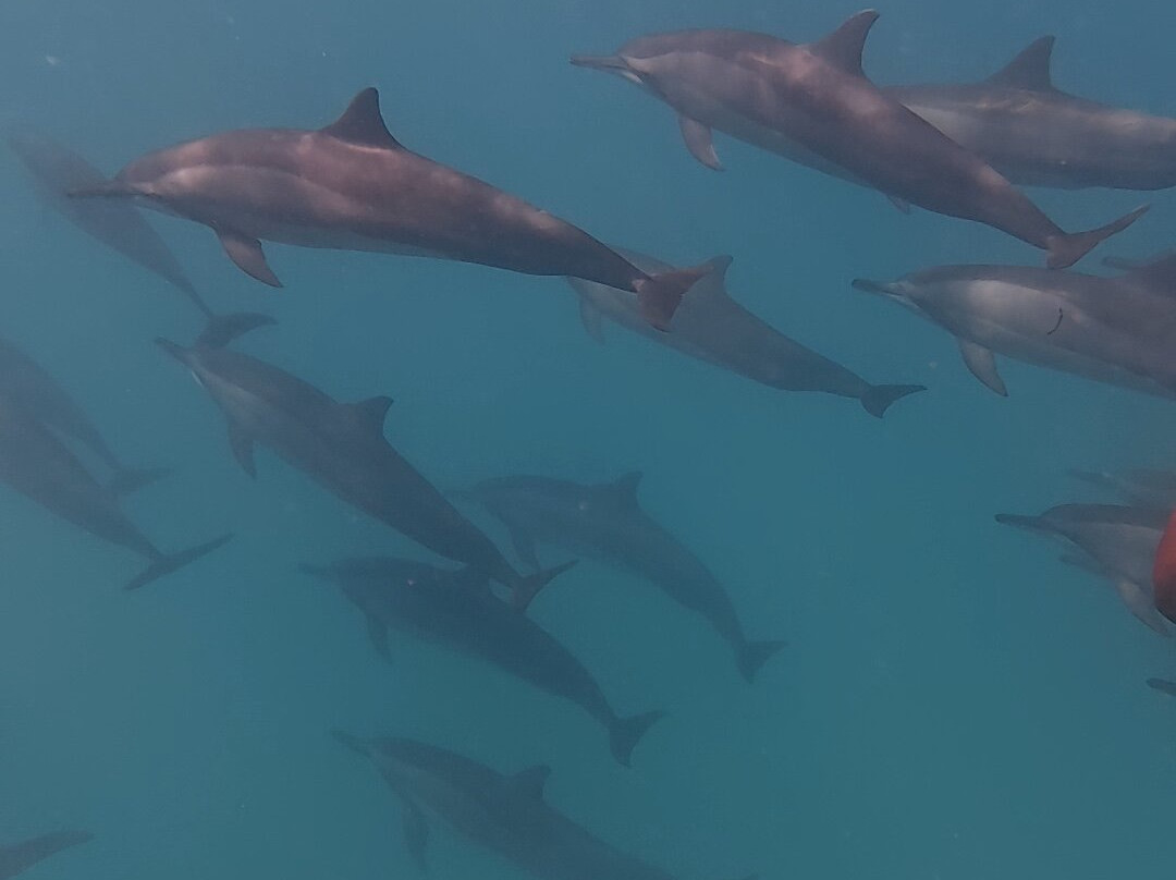 SHADOWPALM TOURS-马富士岛必去景点