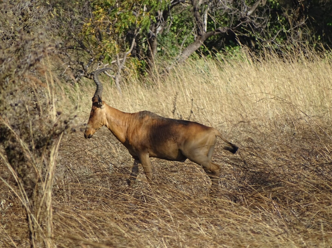 Mount Elgon Trekkers-Kapchorwa必去景点
