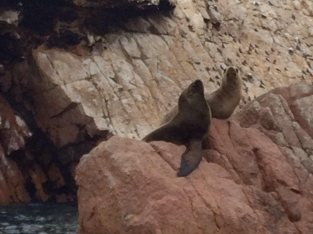 Ballestas Islands-皮斯科必去景点