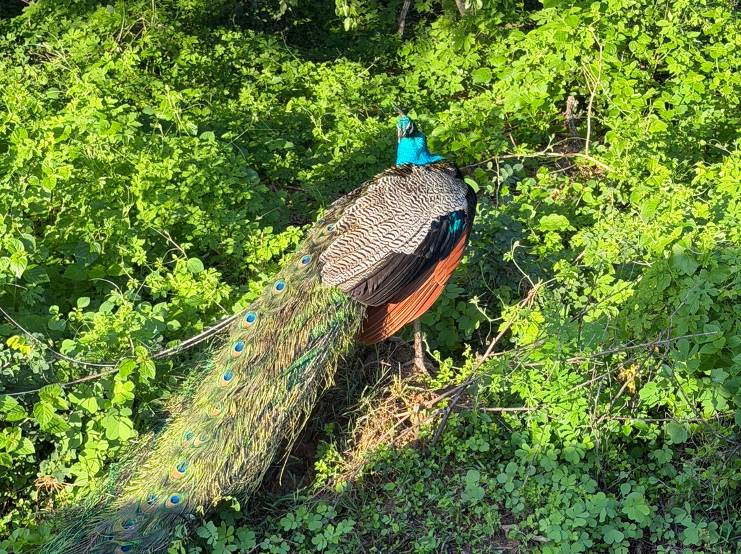 Roshan Safari-蒂瑟默哈拉默必去景点