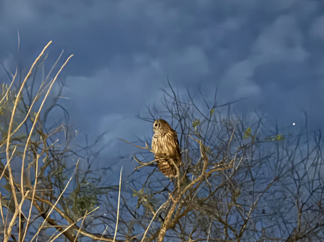 Tour The Glades - Private Wildlife Tours-大沼泽地必去景点