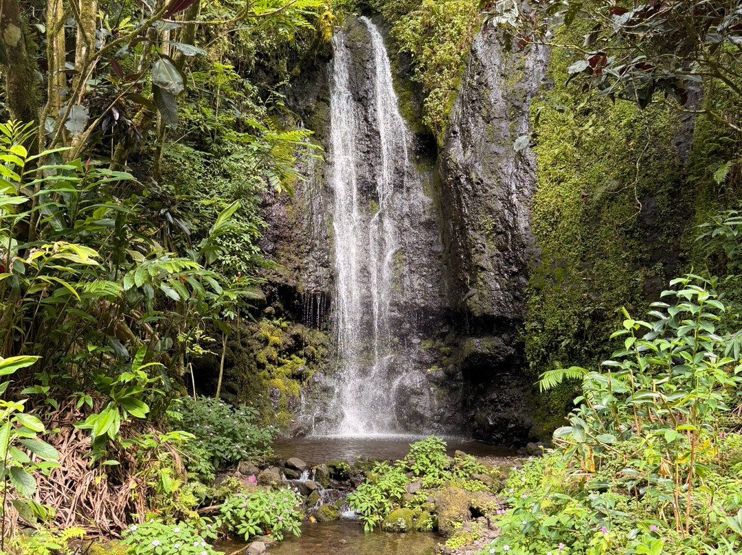 Tahiti Safari Expedition-阿鲁埃必去景点