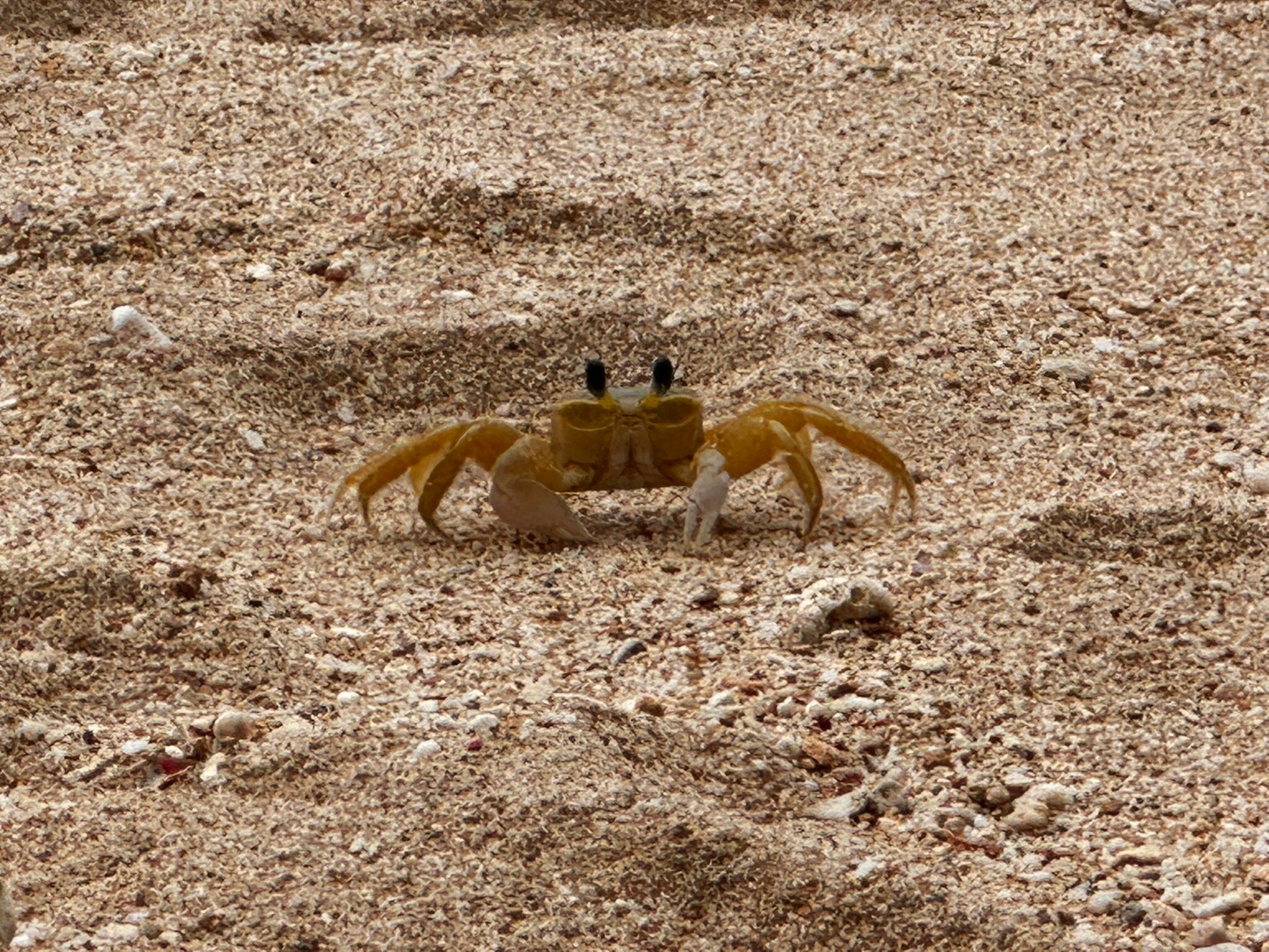 Royal Westmoreland-官方