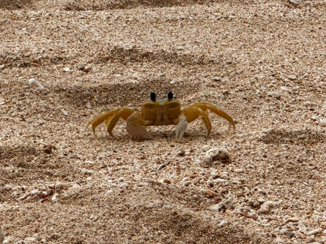 Royal Westmoreland主图