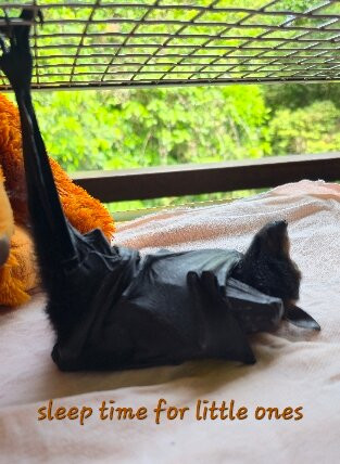 The Bat Hospital Visitor Centre- 阿瑟顿必去景点