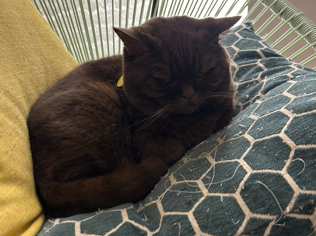 Le GentleCat - Bar à Chats - Restaurant-里昂必去景点