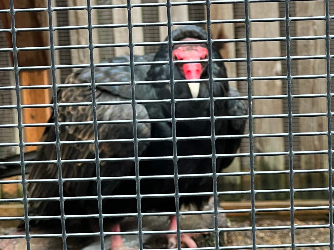 卡斯卡底猛禽中心-尤金必去景点