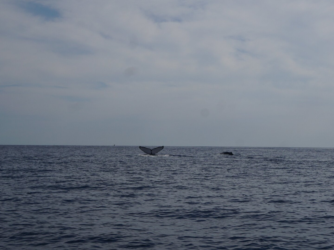 Proyecto Cetáceo-卡波圣卢卡斯必去景点