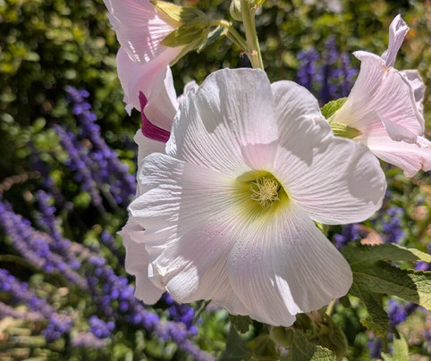 Turkey Flat Vineyards-塔努达必去景点