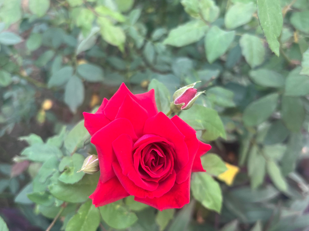 Krsna Lila By The Blues Hotels主图