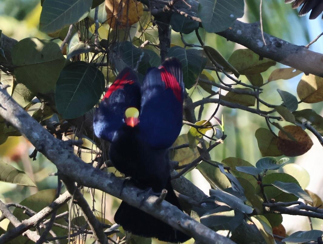 Gambian Bird Guide Ansuman Drammeh -  Best Boy Tours-塞瑞库达必去景点