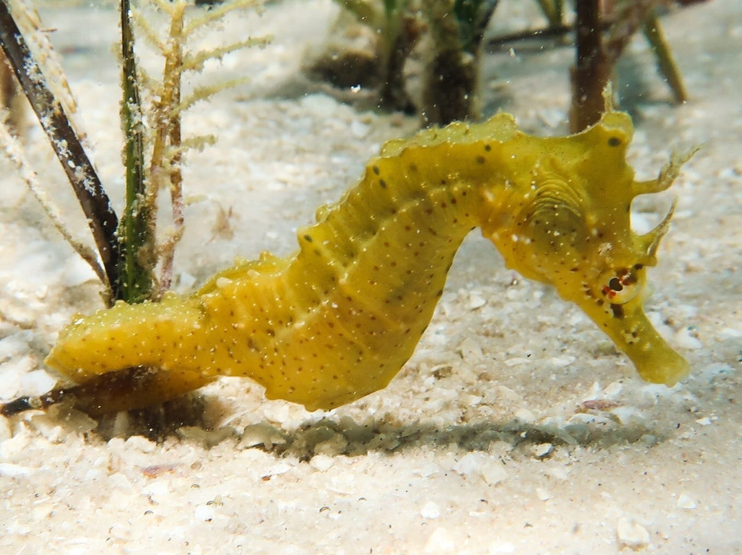 Indigo Seahorse Adventures-Vilanculos必去景点