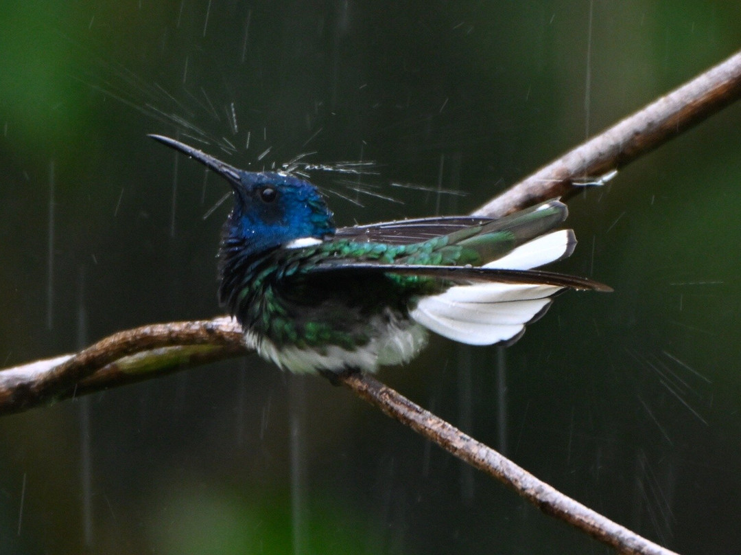 Hadco Experiences At Asa Wright Nature Centre-特立尼达必去景点