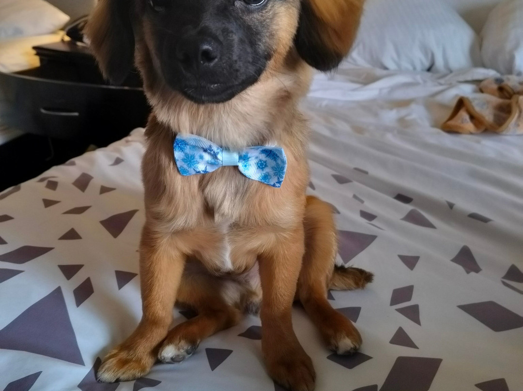 普莱森顿都柏林拉金塔旅馆及套房酒店主图