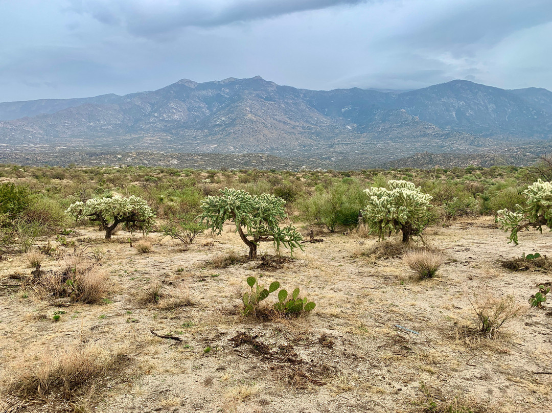 Catalina State Park-图森必去景点