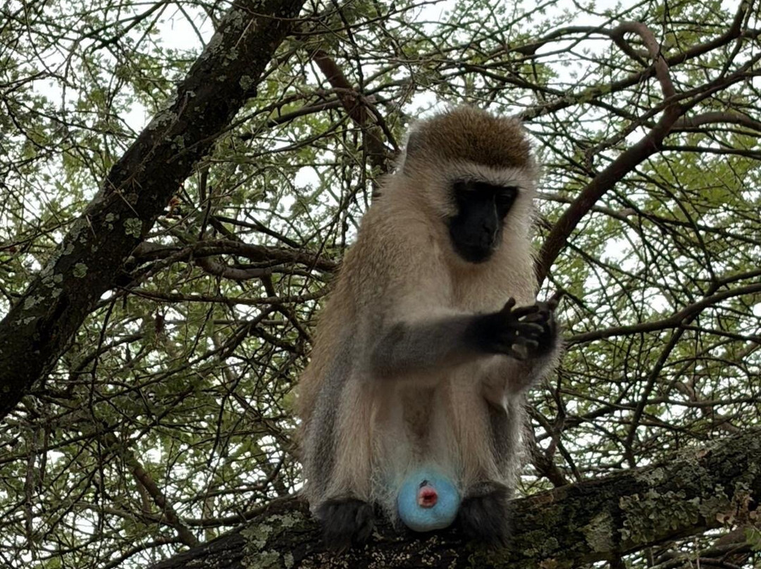 Earthlife Expeditions-阿鲁沙必去景点