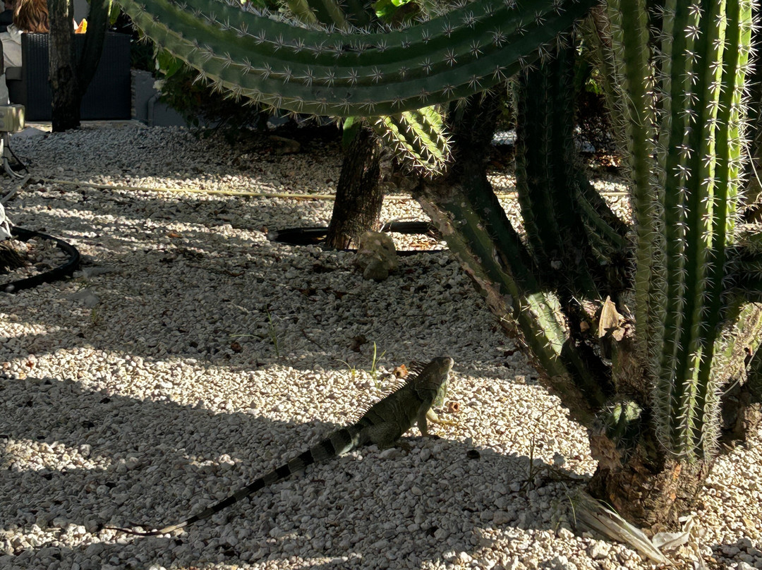 Aruba Blue Village主图