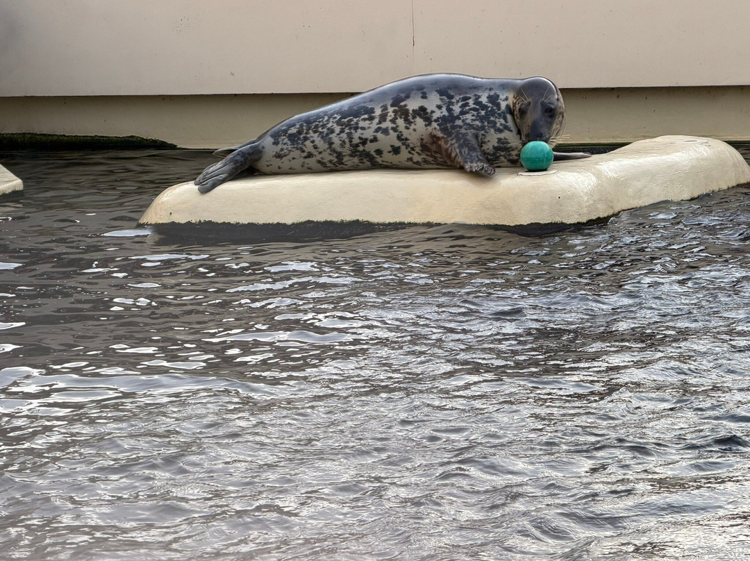 Aquarium de Biarritz-比亚里茨必去景点