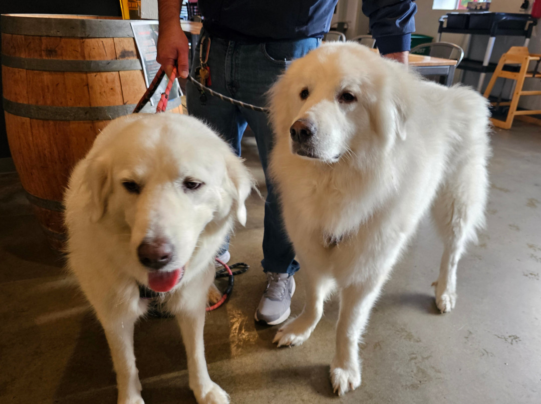 Postdoc Brewing Company-雷德蒙德必去景点