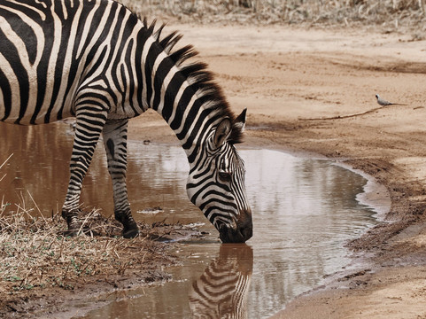Umani Bliss Safaris-内罗毕必去景点