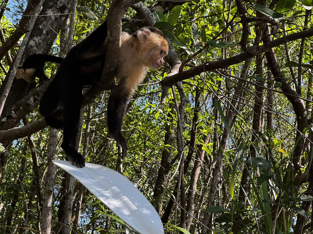 Manuel Antonio Mangrove Tours Cr-克波斯必去景点