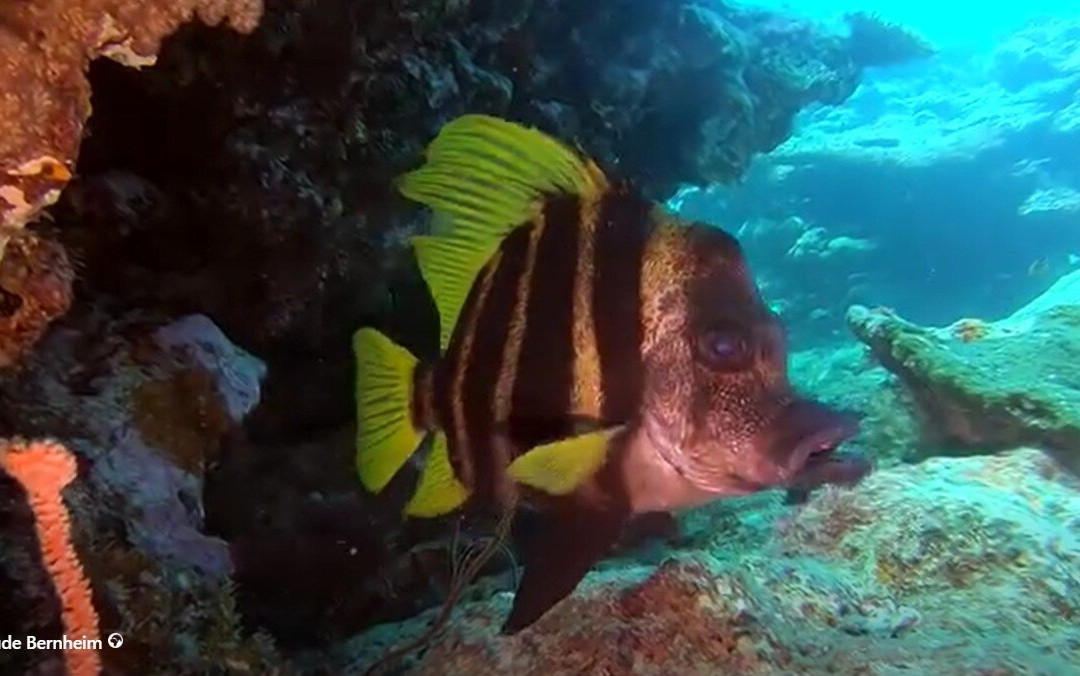Kunie Scuba Center-Ile Des Pins必去景点