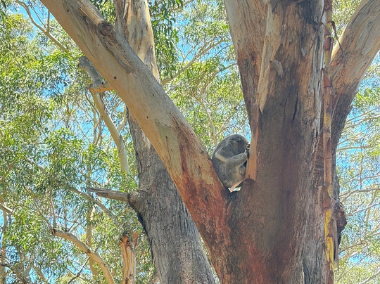 Port Stephens Koala Sanctuary-One Mile必去景点