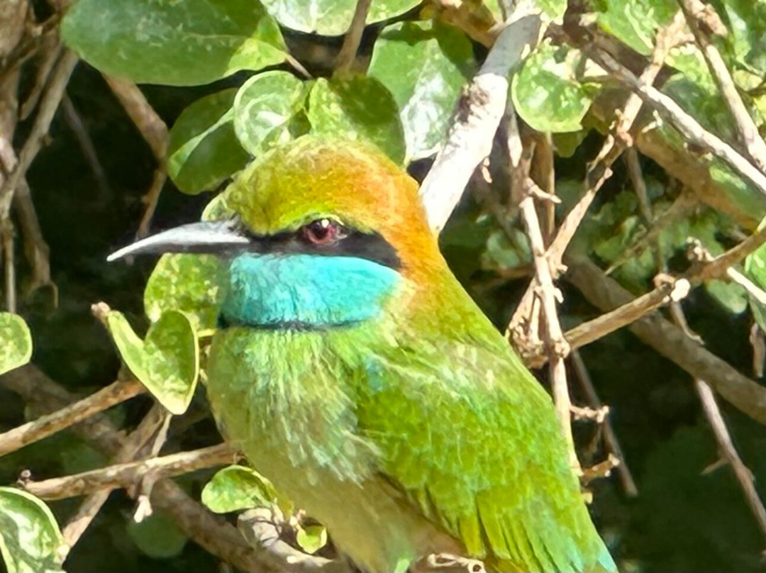 Green Eye Lanka-Pugoda必去景点