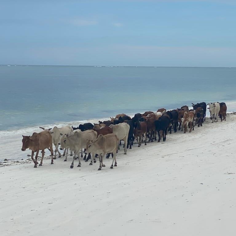 桑给巴尔帕玛斯度假村-泳池