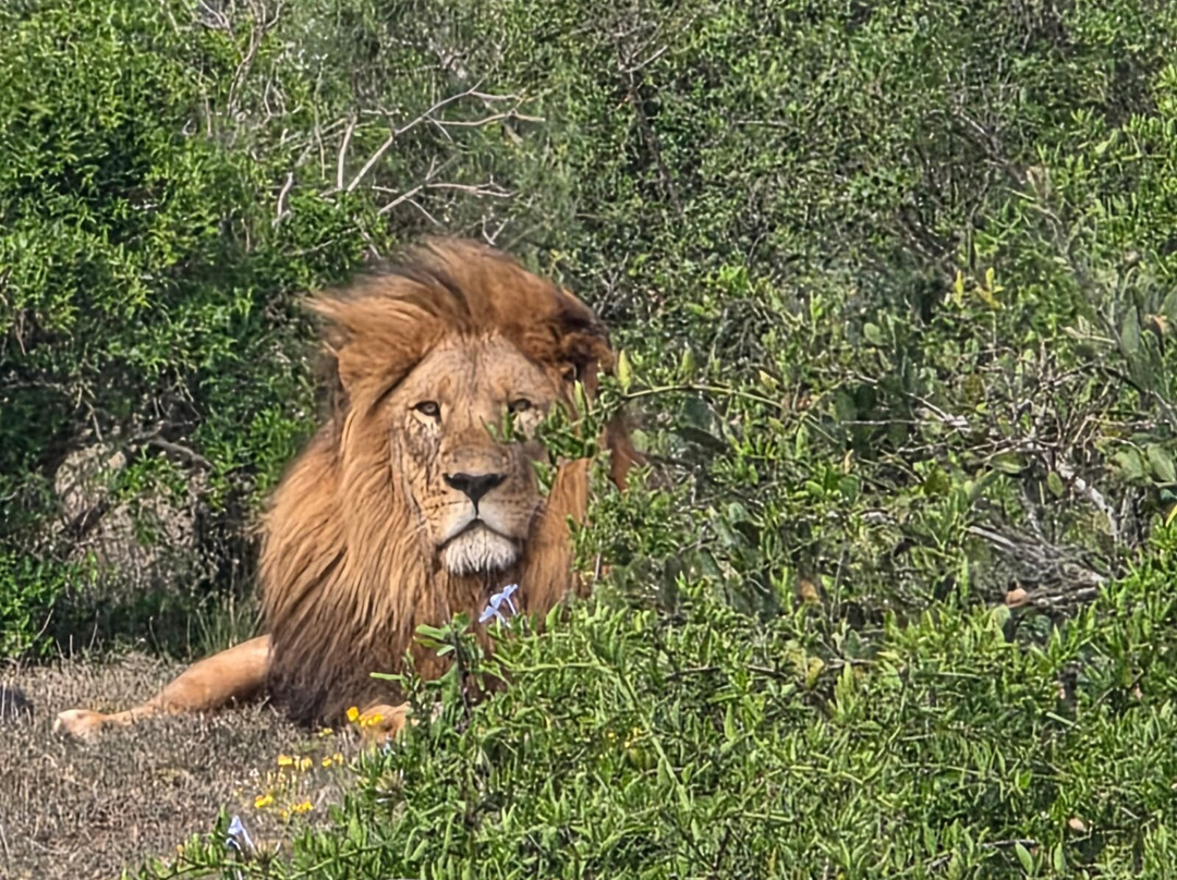 Schotia Safaris Private Game Reserve主图