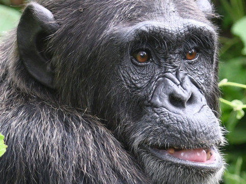 Kikooko Africa Safaris-恩德培必去景点