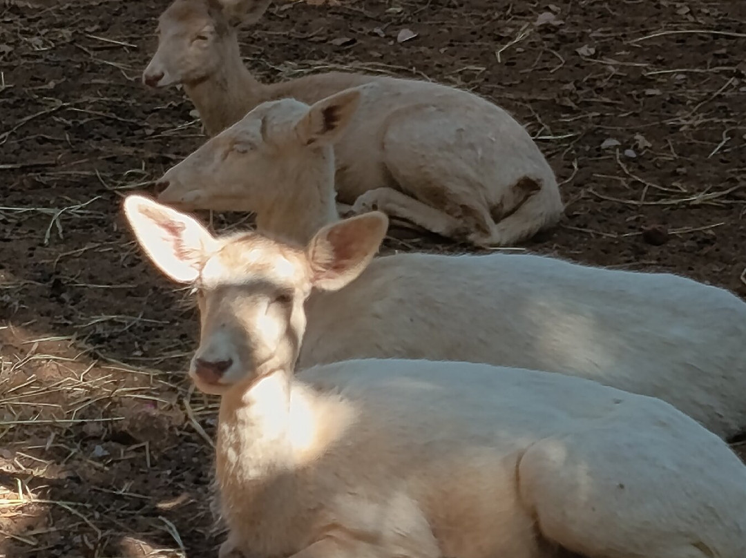 The Bonanza Exotic Zoo-北冲县必去景点
