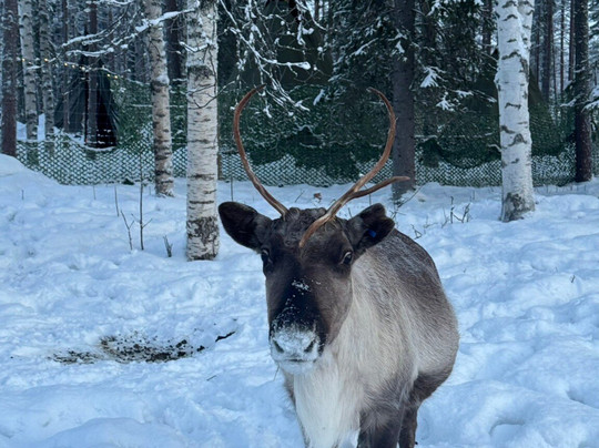 Northern Lights Park-罗瓦涅米必去景点