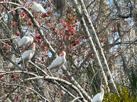 St. John's River Eco Tours, LLC-DeBary必去景点