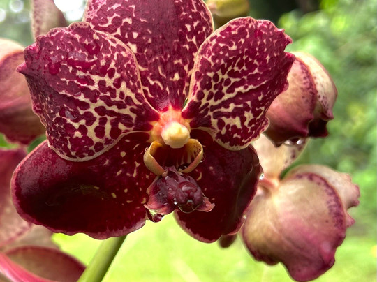 巨人的沉睡花园-纳迪市必去景点