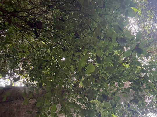 Chiclets Zipline-哈科必去景点