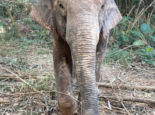 Elephant Steps Chiang Rai-清莱必去景点