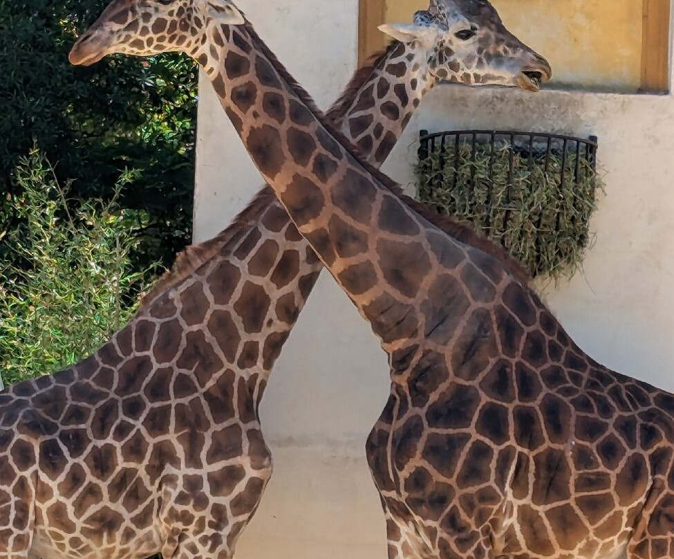 Eco Parque-布宜诺斯艾利斯必去景点