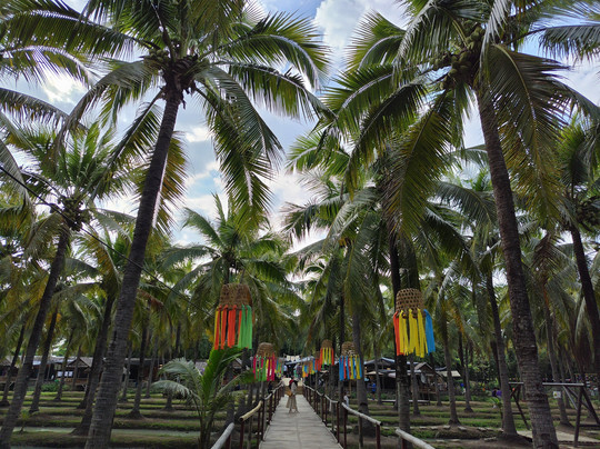 椰子市场-卡帕阿必去景点