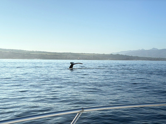 Bob Marlin Charters-哈雷瓦必去景点