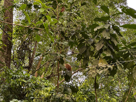 Costa Rica Roots Tours-托图杰多必去景点