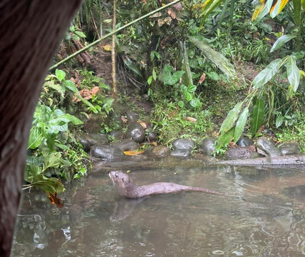 Yana Cocha-Puyo必去景点