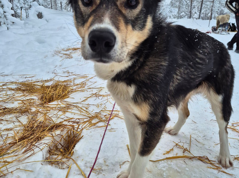 Trysil Husky-Torberget必去景点