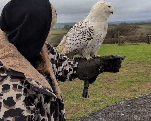 The British Bird of Prey Centre-喀麦登必去景点