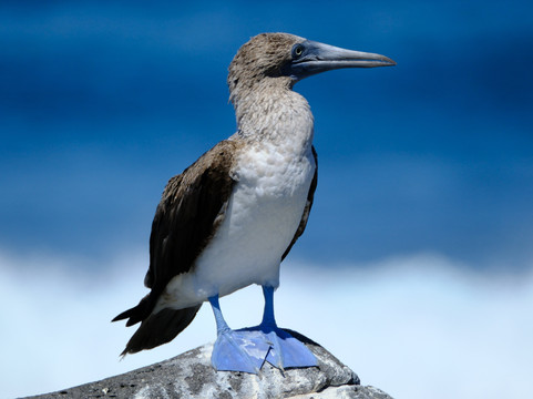 Smart Galapagos-阿约拉港必去景点