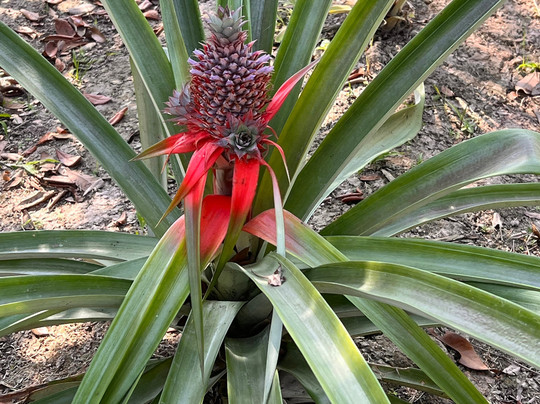 Explore Mekong Tours-芹苴必去景点