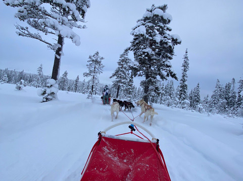 Mountain King's Sledehundkennel-特吕西尔市必去景点